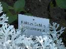 DSCN0345 * 600 x 450 * (45KB)