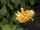 DSCN0476 * 600 x 450 * (50KB)