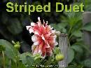 DSCN0548a * 600 x 450 * (45KB)