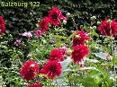 DSCN0825a * 600 x 450 * (89KB)