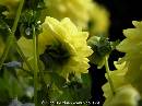 DSCN0847 * 600 x 450 * (37KB)