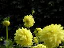DSCN0849 * 600 x 450 * (35KB)