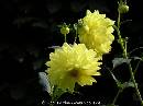 DSCN0851 * 600 x 450 * (32KB)