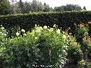 DSCN0852 * 600 x 450 * (93KB)