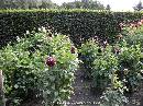 DSCN0868 * 600 x 450 * (102KB)