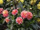 DSCN0982 * 600 x 450 * (77KB)