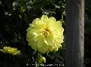 DSCN1087 * 600 x 450 * (37KB)