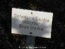 DSCN1387 * 600 x 450 * (33KB)