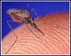 About Mosquitos - The floods have brought millions of mosquitos with them